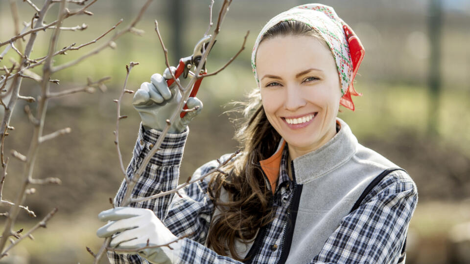 Woman gardening and caring for orchard in early spring. Young woman is pruning apple tree