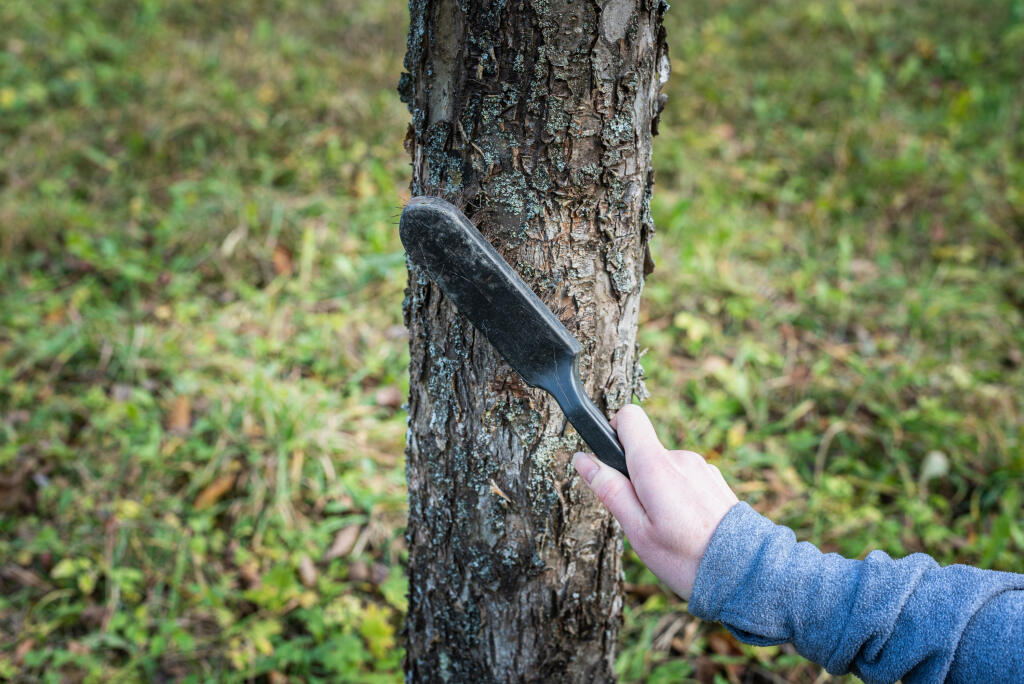 Zhrubnutú borku pod pásom najskôr očistite drôtenou kefou, aby bol povrch kmeňa čo najhladší a pás k nemu dobre priliehal.