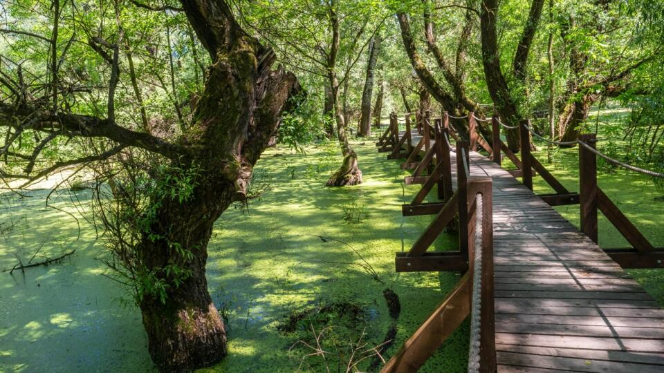 PONAD VODU Časť náučného chodníka vedie drevenou lávkou na koloch nad zaplaveným územím.