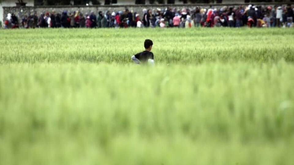 Chlapec sa v tráve pozerá na migrantov, ktorí čakajú v rade na potravinovú distribúciu v provizórnom utečeneckom tábore pri severogréckej dedine Idomeni na macedónsko-gréckej hranici.