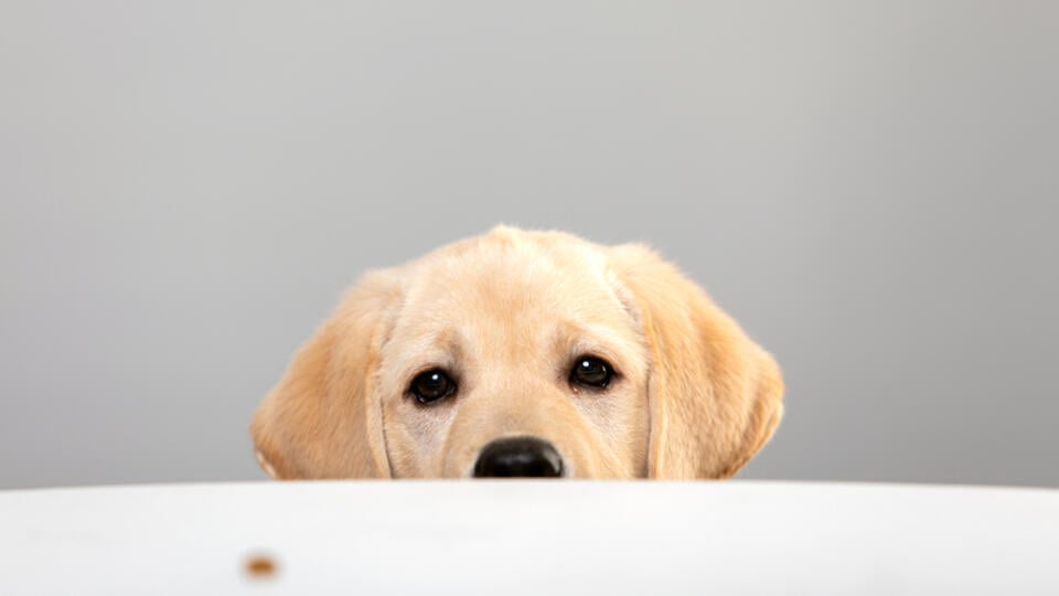 Portrait,Of,Labrador,Puppy,Peeking,Muzzle,Under,White,Table,On