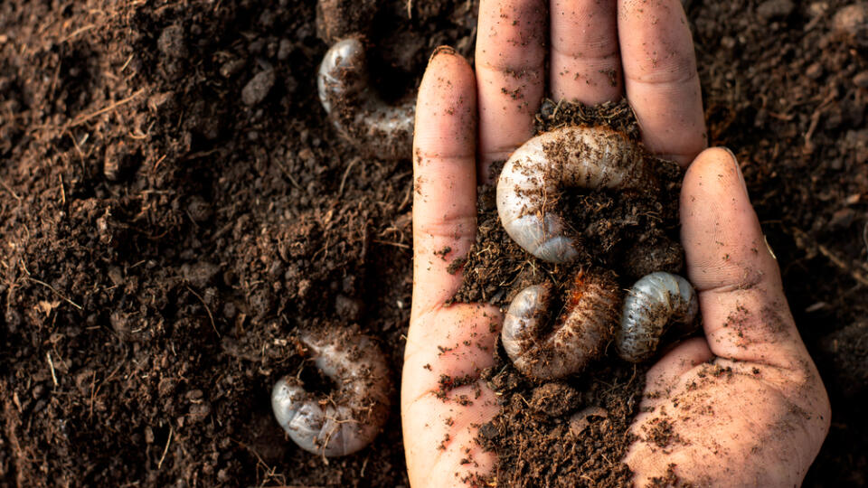 The,Larva,Of,The,White,Beetle,In,The,Male,Hand.