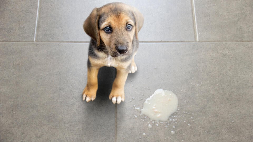 Dog,Vomit,In,The,Living,Room,On,The,Floor,,Sick