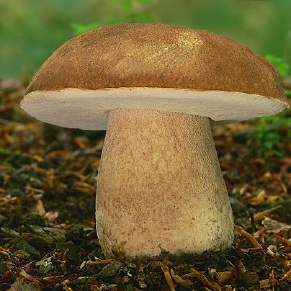 Hríb dubový