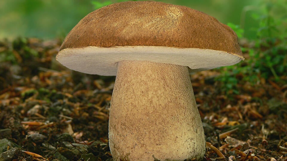 Hríb dubový