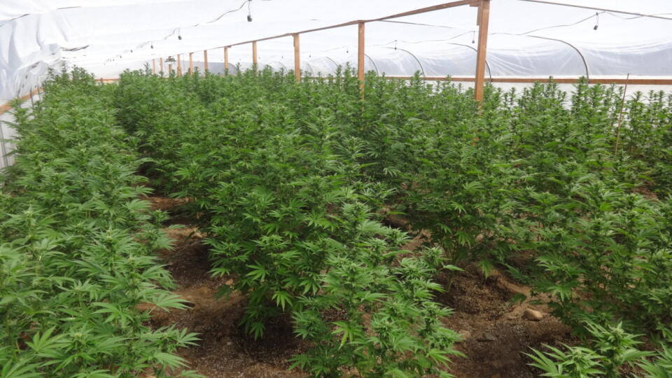 marihuana