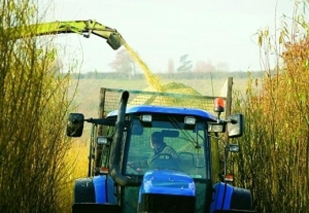 Lacné teplo rastie na plantážach
