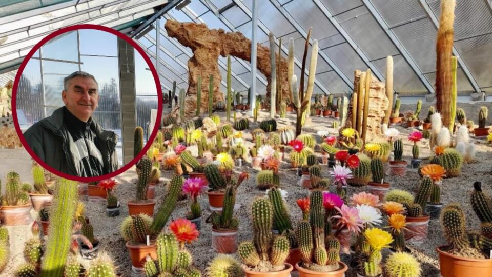 Les cactus ne fleurissent magnifiquement qu'une fois par an.  Par une journée suffisamment chaude et ensoleillée, des dizaines de fleurs s'ouvriront en même temps.  J. Šuráni, l'un des propriétaires de Botany Park, sait au plus un jour ou deux à l'avance quand cela se produira.