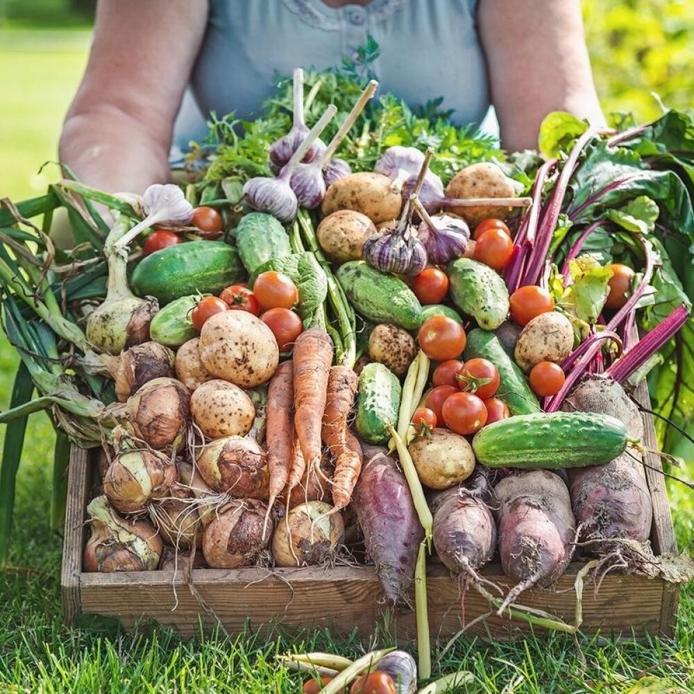 Урожайность овощей. Урожай овощей. Дачный урожай. Сбор урожая фото. • Овощам, включая картофель.