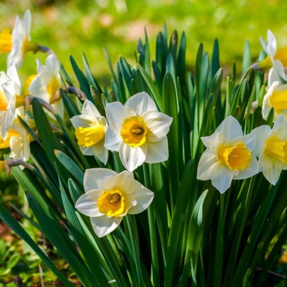 narcis
