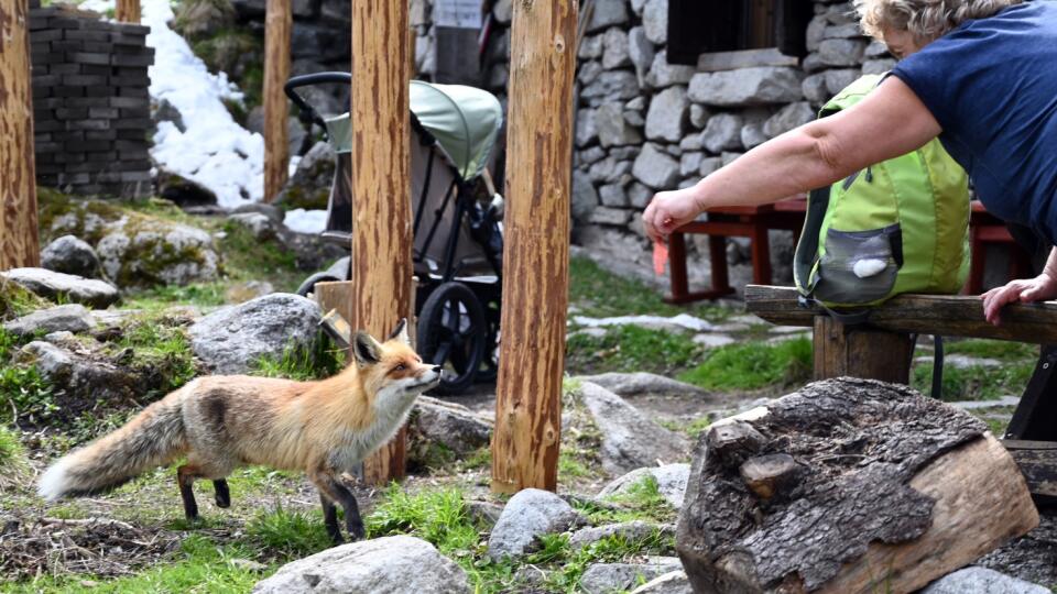 Líška hrdzavá alebo aj líška obyčajná (Vulpes vulpes) je atrakciou Rainerovej chaty vo Vysokých Tatrách. Lákajú ju tam turisti, ktorí jú kŕmia rozličnými dobrotami. Táto, u nás najrozšírenejšia divoko žijúca psovitá šelma, stratila svoju prirodzenú plachosť a pravidelne navštevuje okolie chaty. Vysoké Tatry, 9. mája 2020. FOTO TASR - Roman Hanc