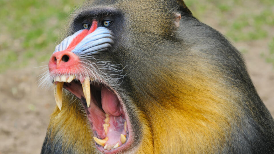 opica - Mandril pestrotváry