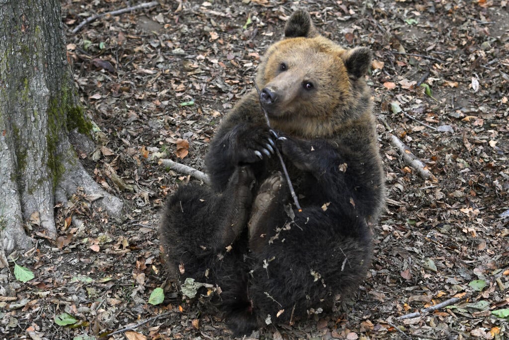 Sprísnené opatrenia súvisiace s pandémiou sa prejavili aj v Zoologickej záhrade Košice. Od stredy 24. novembra 2021 je otvorená v režime pre očkovaných a tých, ktorí prekonali ochorenie COVID-19. Zoo je pre verejnosť v tomto období otvorená od 9.00 do 16.00 h. Návštevníci môžu využívať celý areál, výnimku tvoria iba pavilóny exotária a minivivária. Pri kúpe vstupeniek platí pre návštevníkov povinnosť prekrytia horných dýchacích ciest respirátorom FFP2. Na snímke medveď. V Košiciach 25. novembra