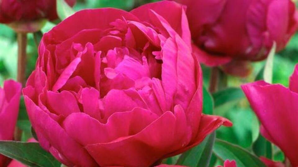 Peony Karl Rosenfield
