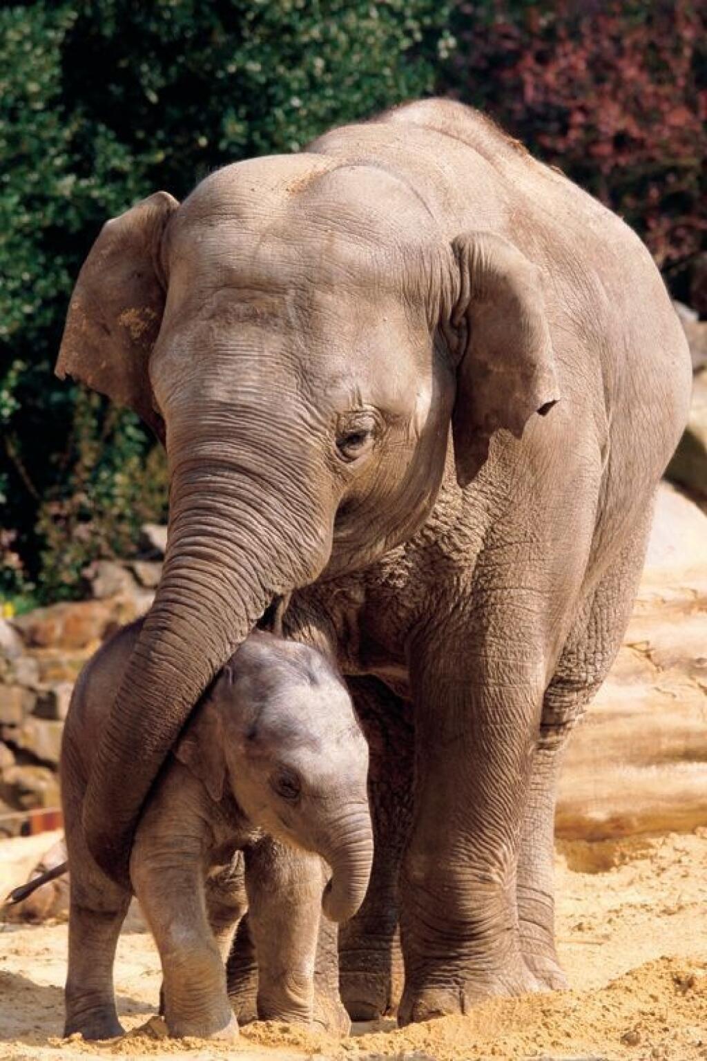 Вырасти слона. Слониха со слоненком. Слоненок с мамой. Волосы слона. Мама слониха.