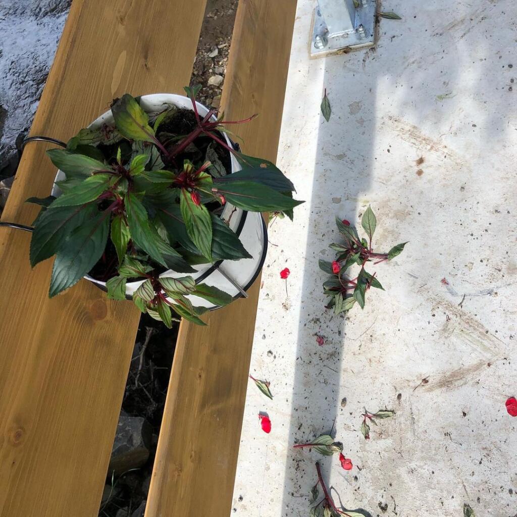 Nasťa Kuzminová netajila rozčarovanie nad vandalizmom - kvety na moste ktosi vytrhal.