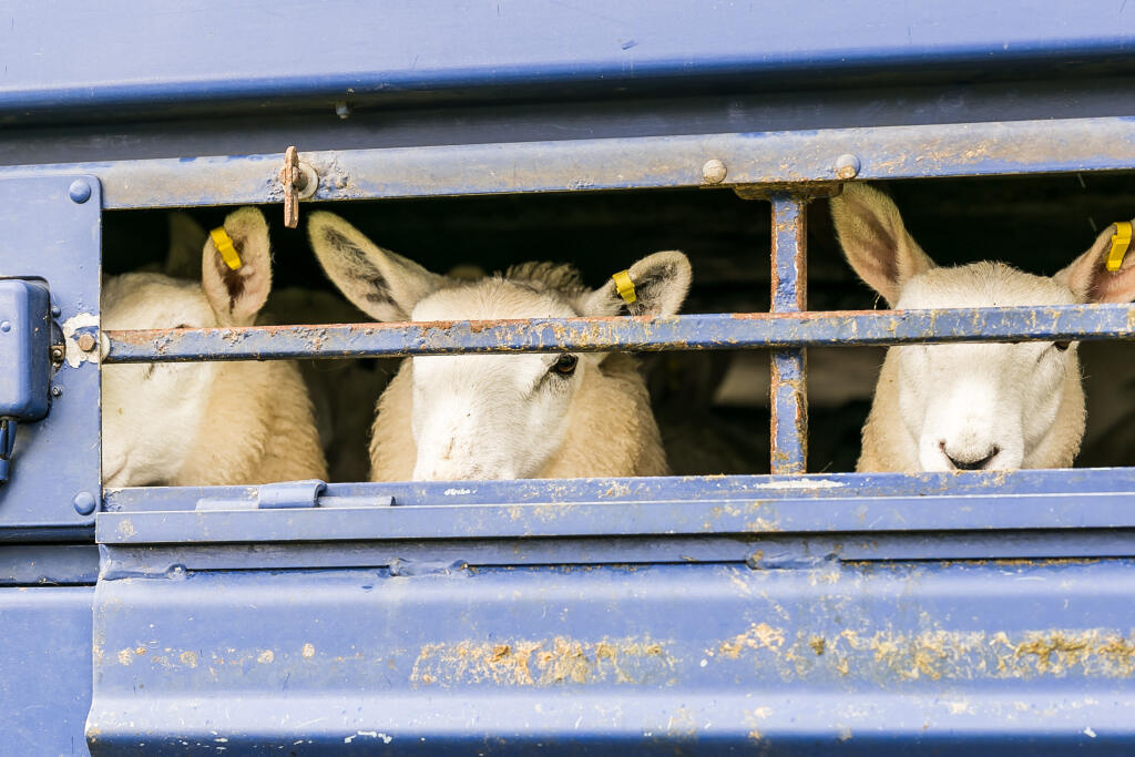 Sheep,In,Transportation