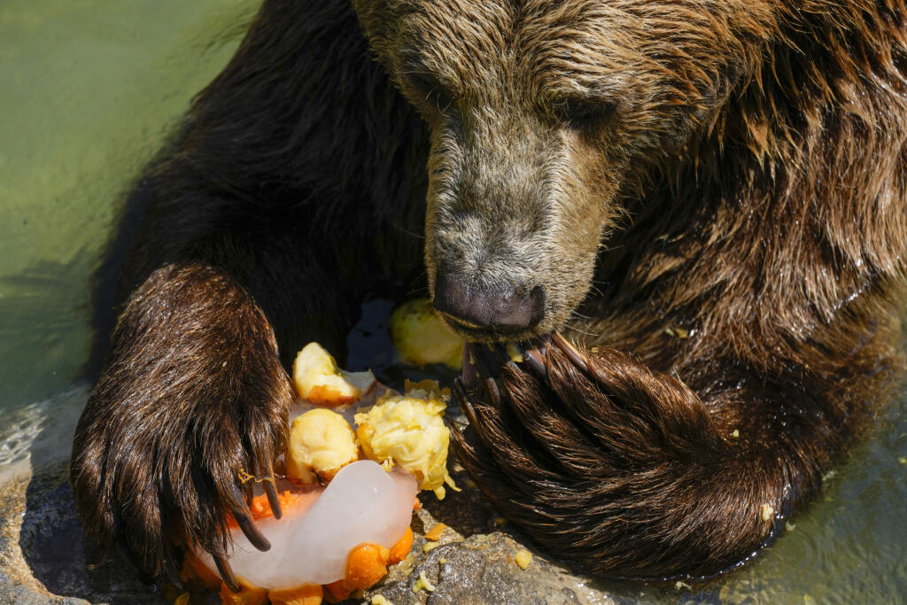 EBE 44 Rím - Na snímke medveď hnedý si pochutnáva na mrazenom ovocí počas horúceho dňa v zoologickej záhrade Bioparco di Roma v talianskej metropole 19. júla 2022. Ošetrovatelia zoologickej záhrady často dávajú zvieratám v horúcich letných dňoch ľadové bloky s ovocím alebo s mäsom. FOTO TASR/AP
An Eurasian brown bear eats a fruit icicle on a hot day at Bioparco di Roma, in Rome, Tuesday, July 19, 2022. Zookeepers at the Bioparco often give animals ice blocks with either fruit or meat inside on
