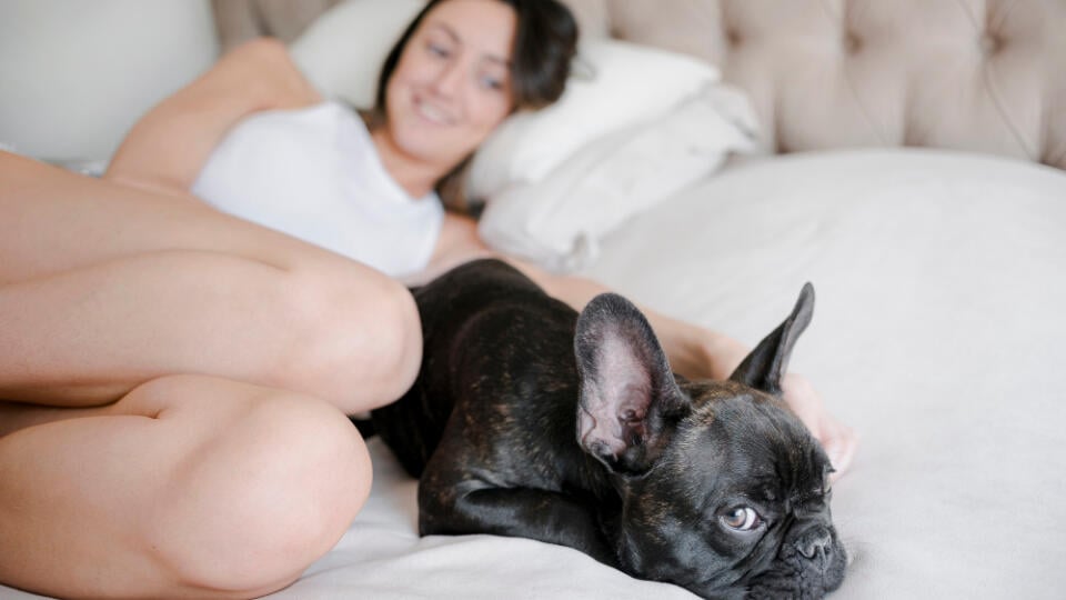 woman, pregnant, dog, lying, french buldog