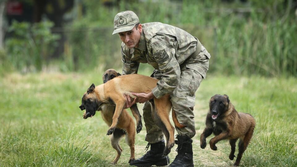 Plemená ako malinois, nemecký ovčiak či zlatý retriever sa v armáde využívajú často. Každoročne dokážu zachrániť životy desiatkam vojakov.