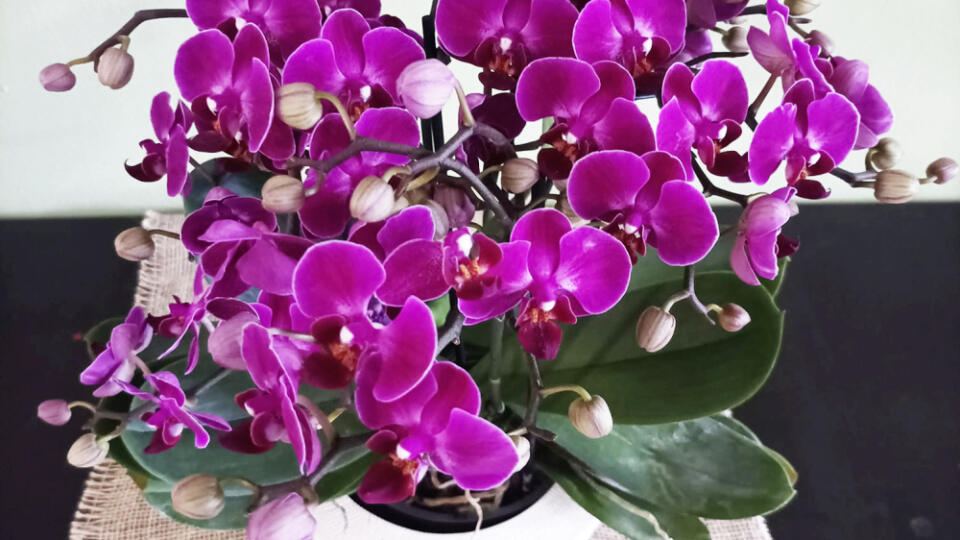 Orchidea