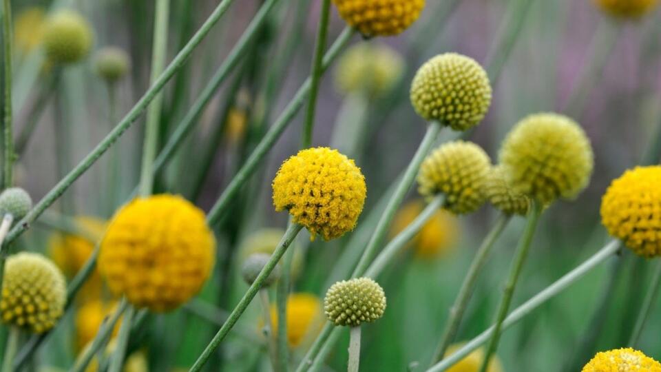 Craspedia globosa, synonymum Pycnosorus globosus