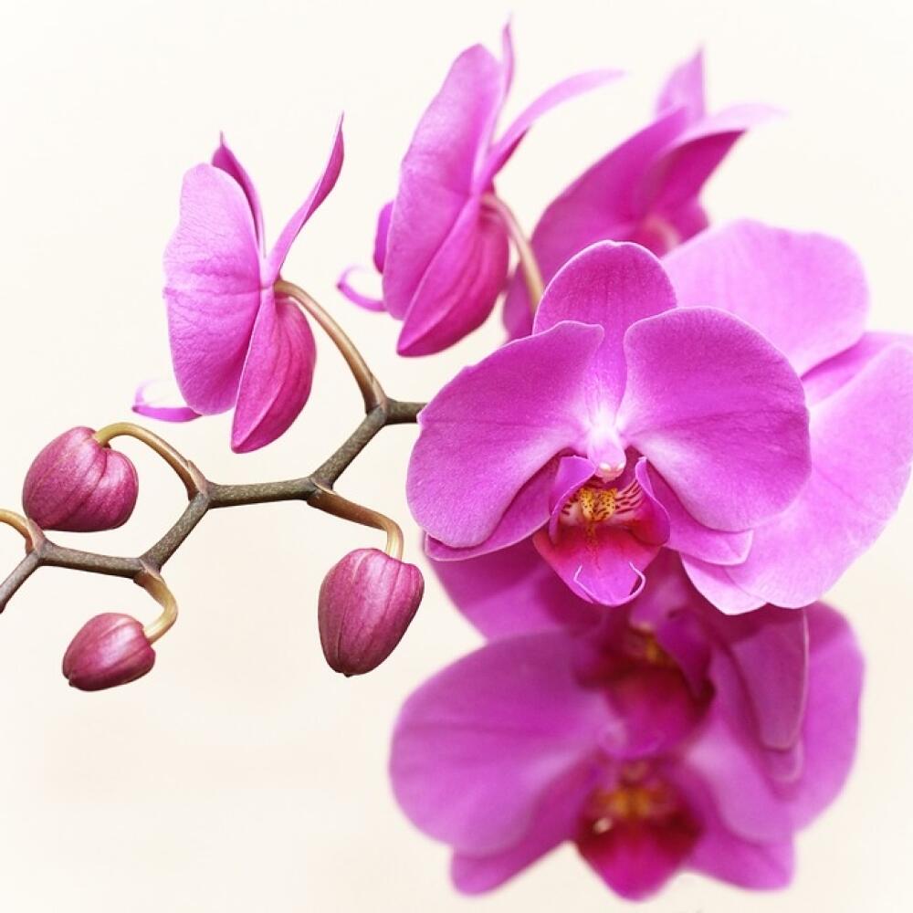 Orchidea