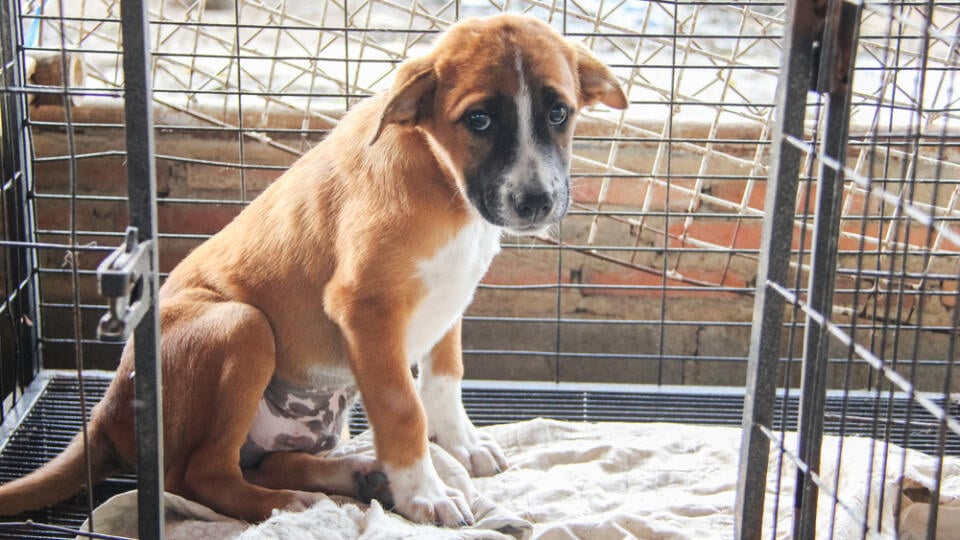 Shelter,For,Homeless,Dogs