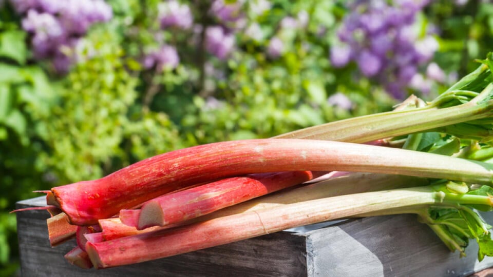 Jak Rozmnozit Rebarboru (rozmnožování rebarbory, chraňte před, geneticky identické, kořenový systém, Krok Péče) Jak Rozmnozit Rebarboru