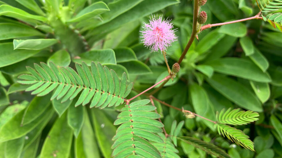 Beautiful,Shy,Plants,Or,Mimosa,Pudica,With,Green,Leaf,Background