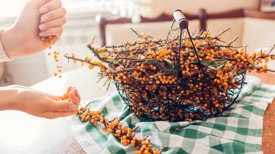 Woman,Stripping,Sea,Buckthorn,Berries,From,Branches,At,Home,And