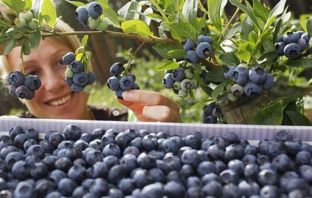 Čučoriedky obsahujú železo, fosfor, vápnik, horčík, mangán, zinok a vitamín K.