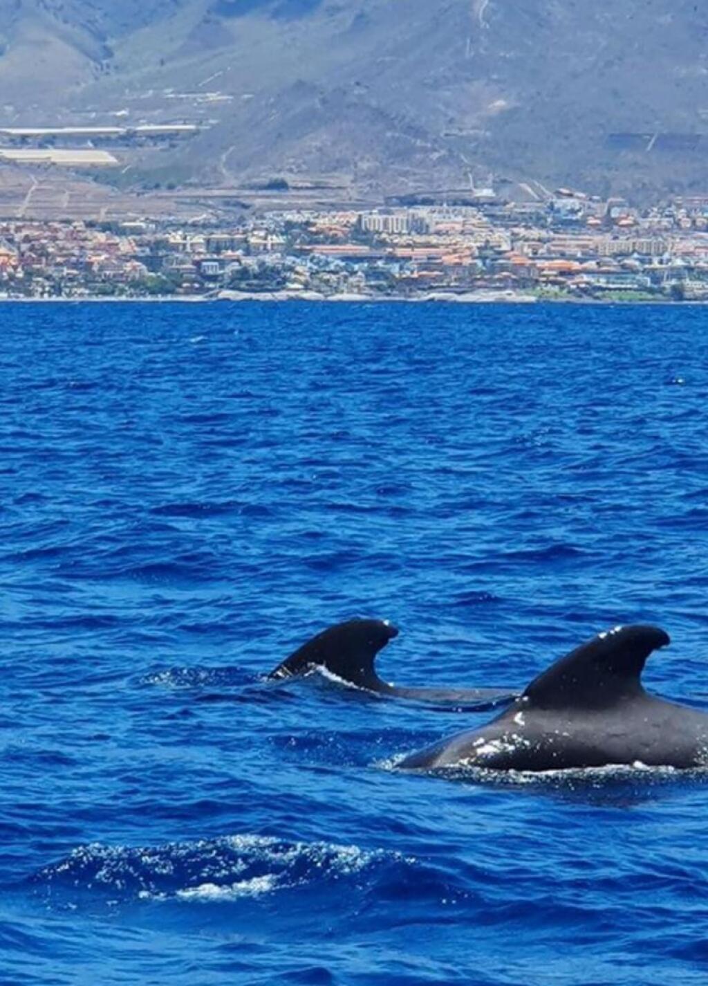 Zuzana Belohorcová, Tenerife