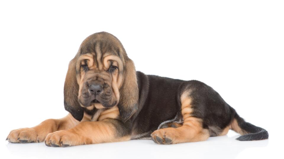 Bloodhound