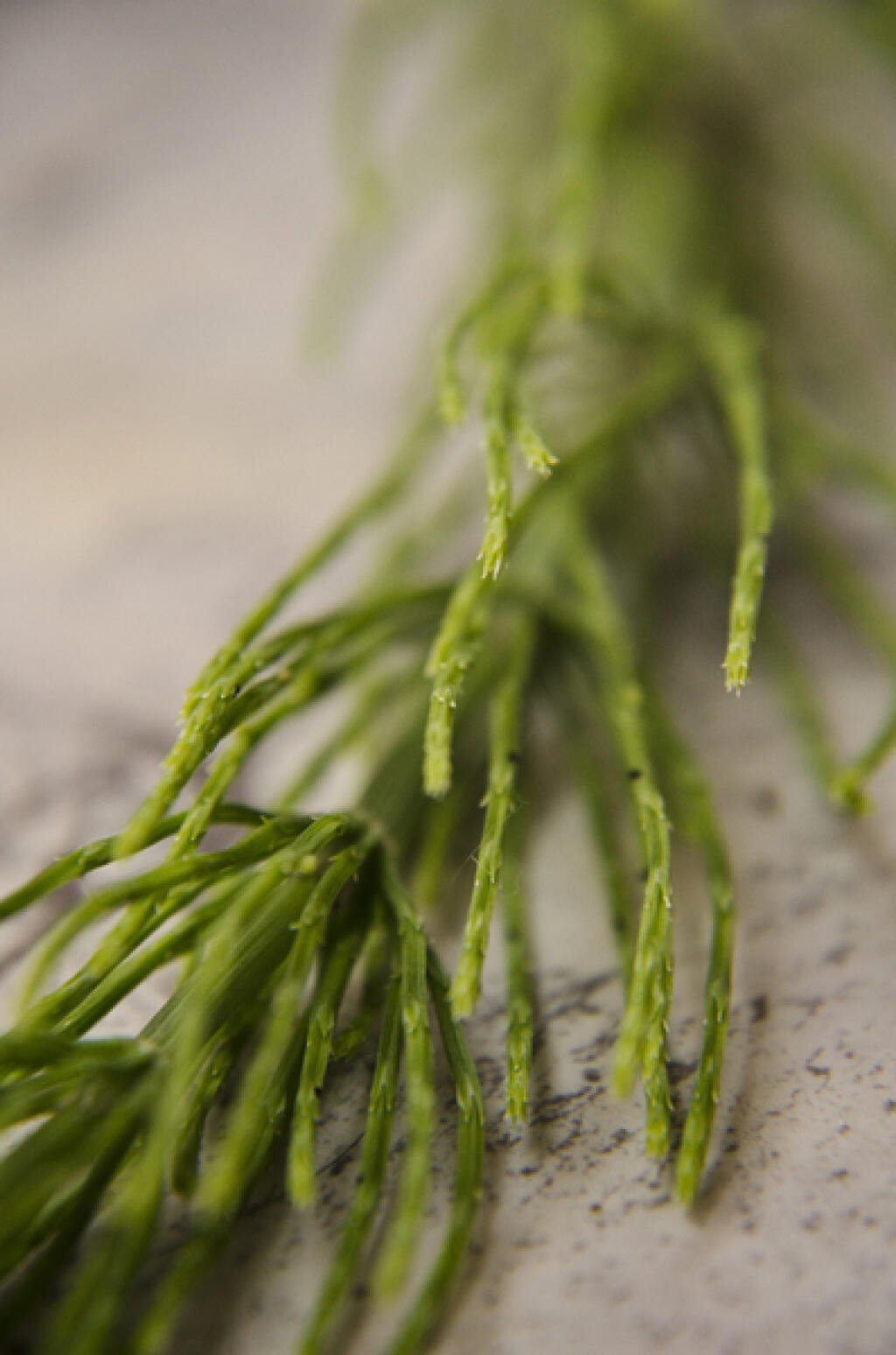 Praslička roľná (Equisetum arvense) spomaľuje množenie vírusov.
