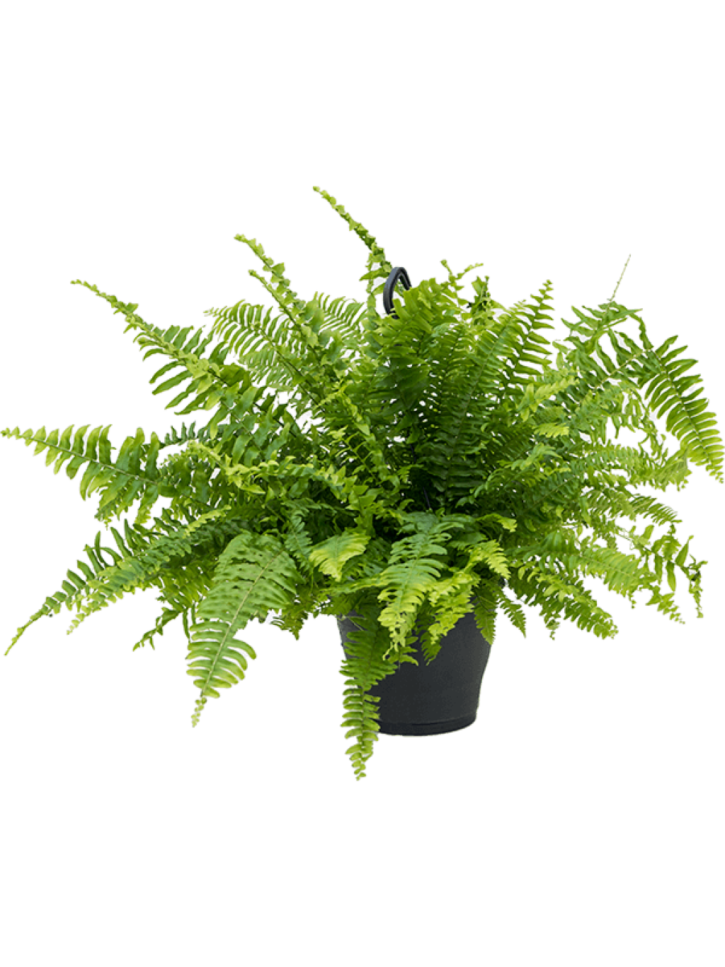 5. Izbová rastlina nefrolepka, www.kvetyvictor.sk, 21 €