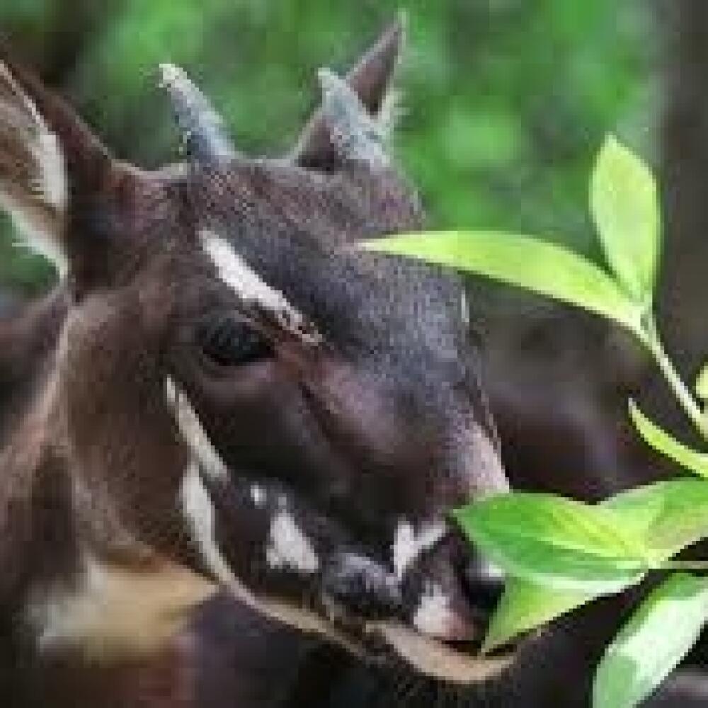 Saola
