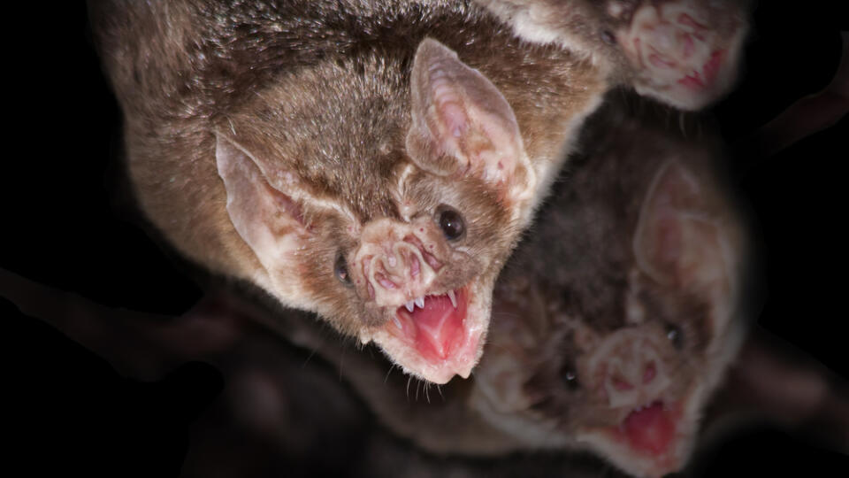 Common,Vampire,Bats,(desmodus,Rotundus),With,Black,Background