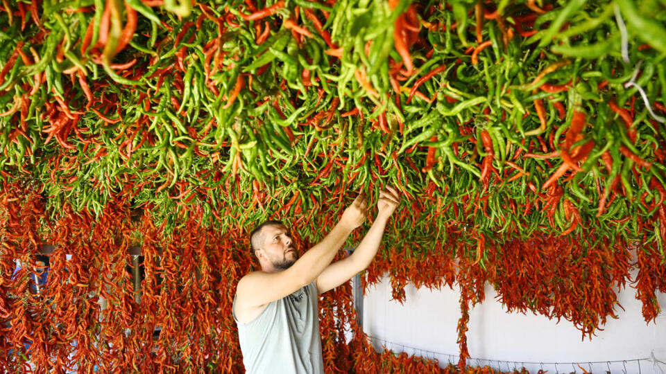 Proces sušenia chili papričiek