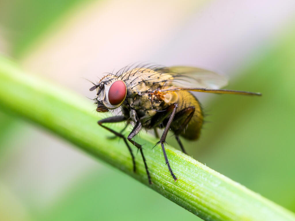 Exotic,Drosophila,Fruit,Fly,Diptera,Insect,On,Plant