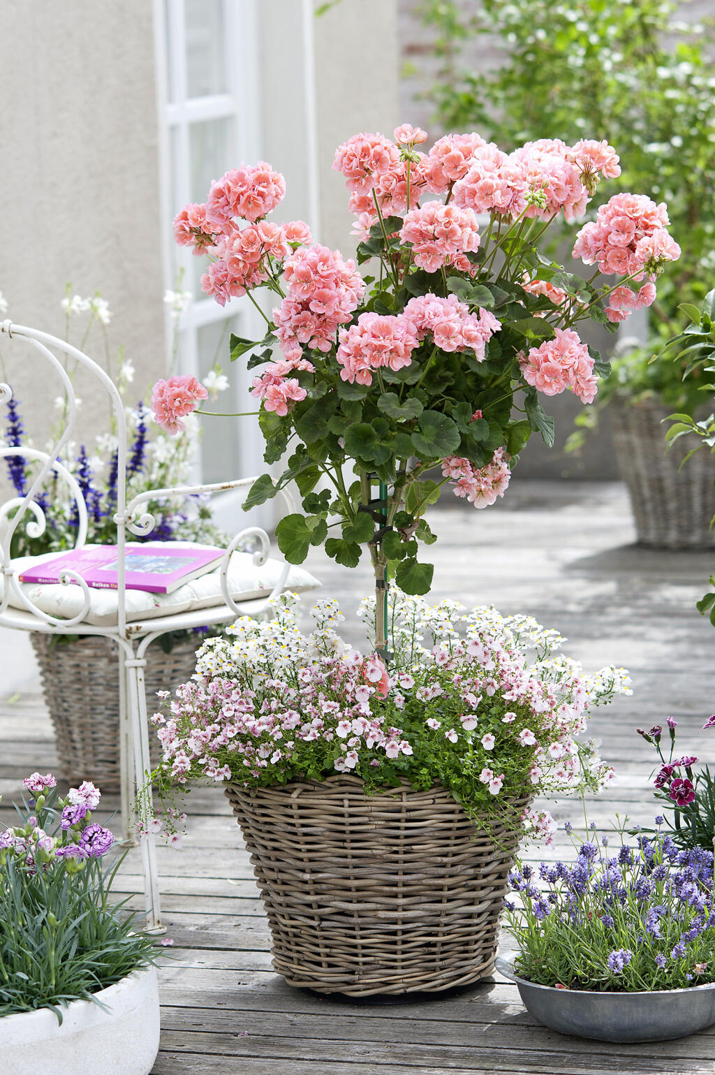 Muškát krúžkovaný ‘Classic Helena’ (Pelargonium zonale) očarí nielen lososovou farbou, ale i tvarom. V podsadbe ho dopĺňa ružová diascia ‘Appleblossom’ a biela ‘White’.