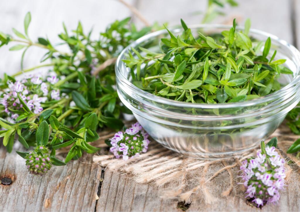 Ako aromatické korenie sa používa v čerstvom i sušenom stave.
