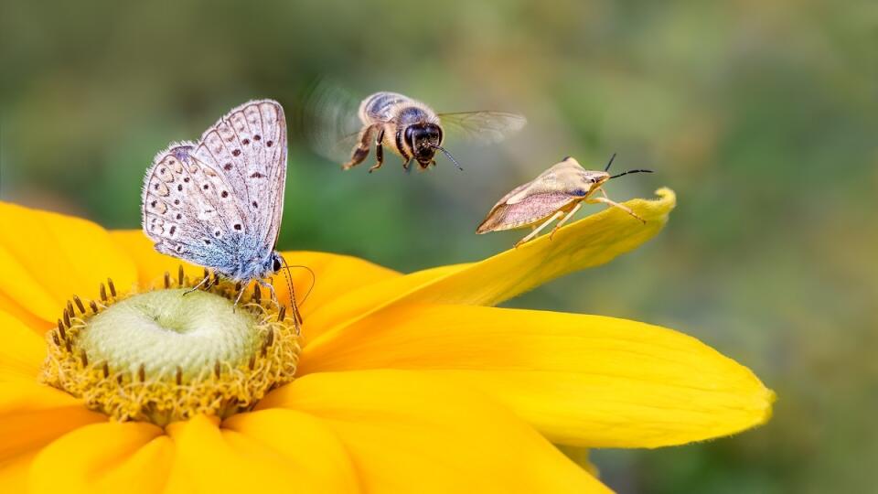 Ochrana biodiverzity je pre Kaufland veľmi dôležitá