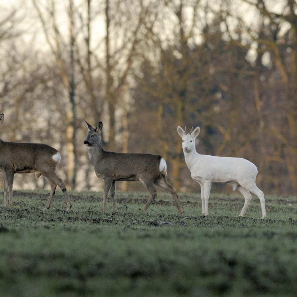 Srnec lesný (Capreolus capreolus)