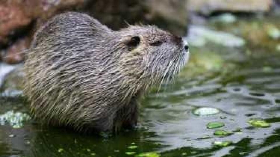 Nutria