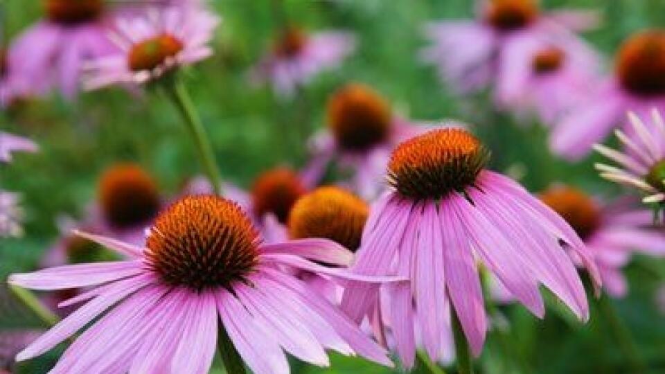 Echinacea kvitne od leta až do neskorej jesene.