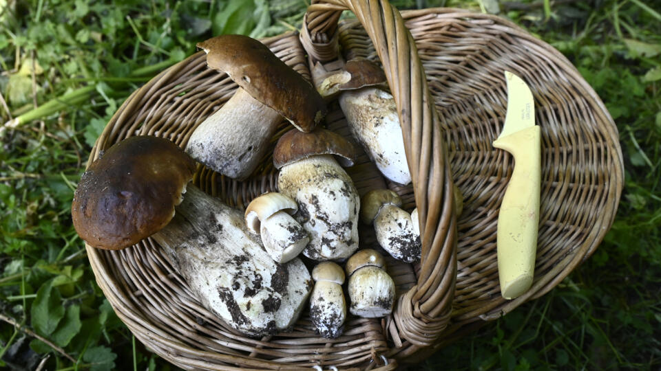 Hubársky košík s hríbami dubovými (Boletus reticulatus) v lese pri obci Kálnica v okrese Nové Mesto nad Váhom 17. júna 2020. FOTO TASR - Radovan Stoklasa