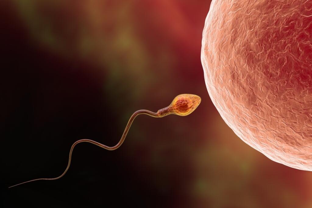 Fertilization.,Insemination,Of,Human,Egg,Cell,By,Sperm,Cell