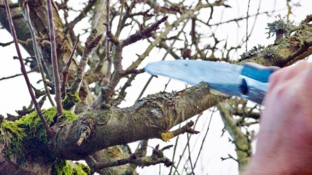 V zime sa režú hlavne jadroviny a vinič. A práve v tomto čase je aj ideálny čas na odber vrúbľov. Tie odoberajte z dobre osvetlenej časti koruny, aby boli správne vyvinuté, nie príliš tenké.