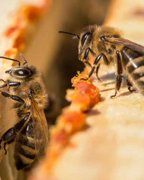 Včelí KVÍZ: Koľko toho viete o mimoriadne dôležitom hmyze?
